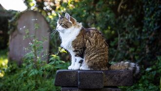 Welsh Woman Blames Cat's Graveyard Misbehavior on Dog's Ghost
