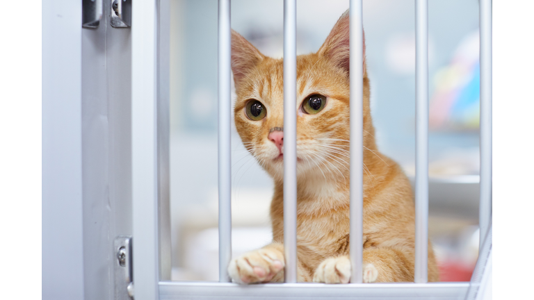 A red tabby kitten is looking through the bars in a kennel in an animal shelter