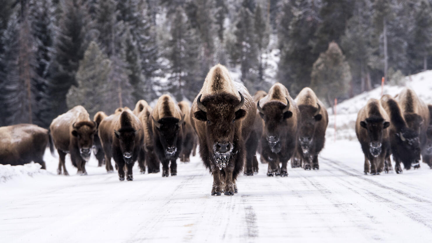 Bison in winter