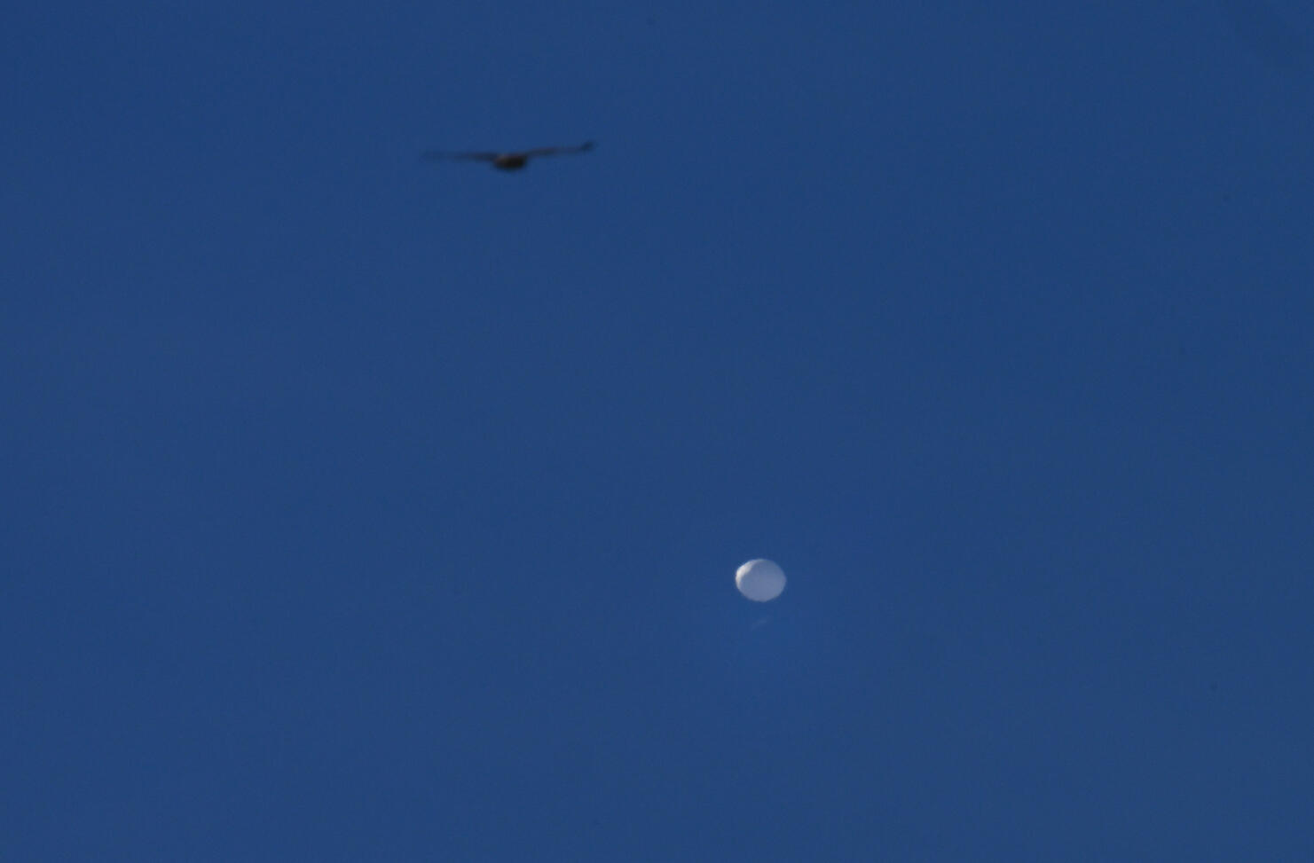 Chinese spy balloon flying above Charlotte