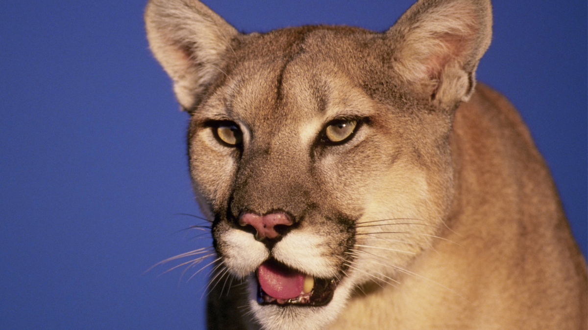 Potential Mountain Lion Sighting Sparks Caution For Texas iHeart