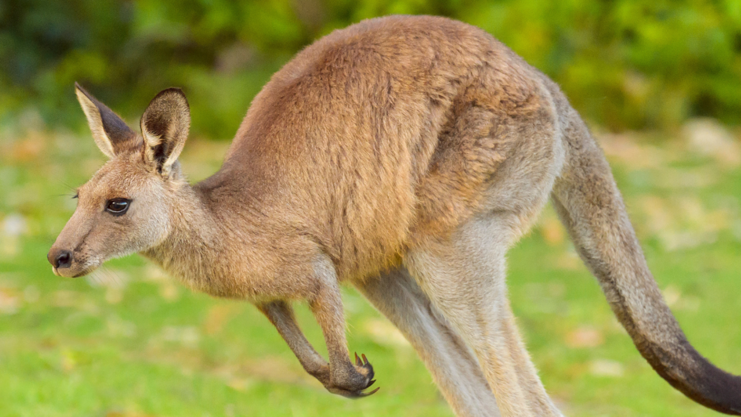 Texas Family Reunited With Their Missing... Kangaroo? iHeart