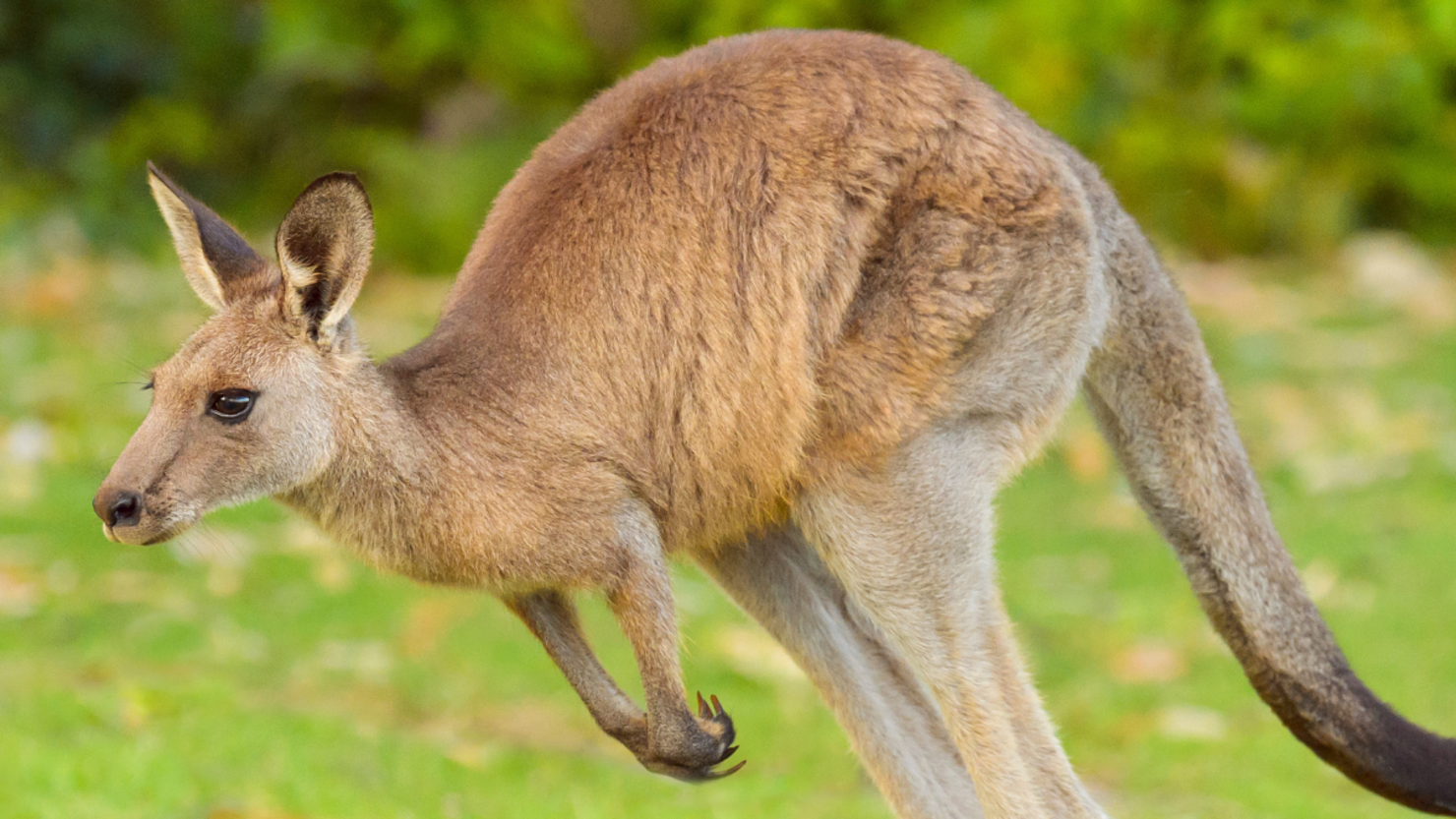 Texas Family Reunited With Their Missing... Kangaroo? | iHeart