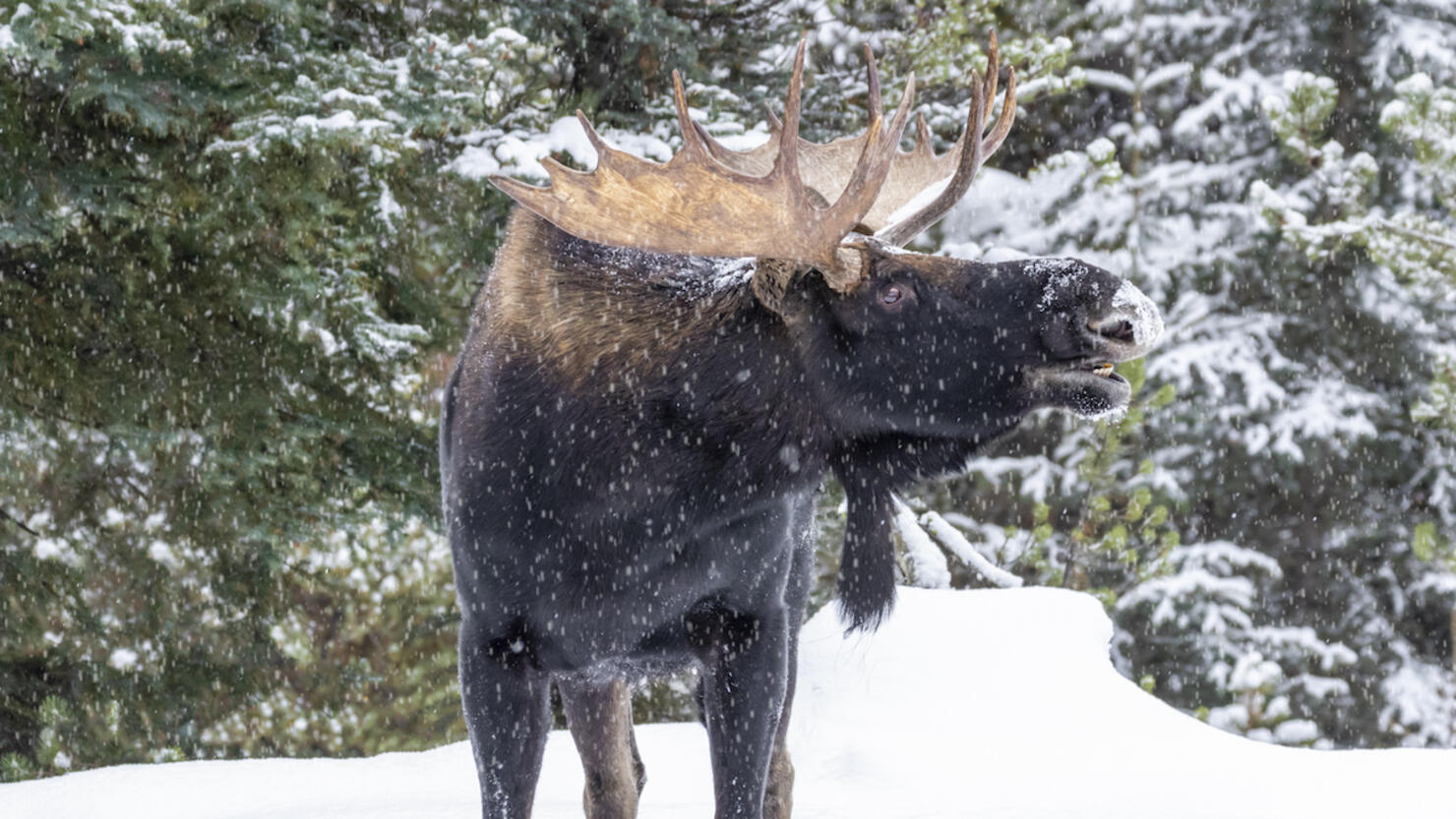 Bull Moose In Yellowstone