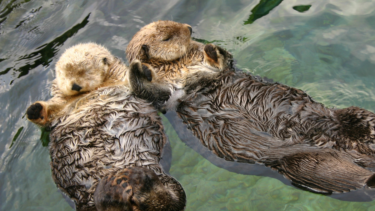 if-you-ve-ever-wanted-to-swim-with-otters-in-texas-here-s-your-chance