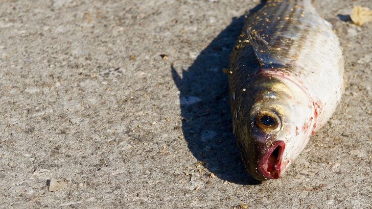 Fish Rain Down on Australian Town