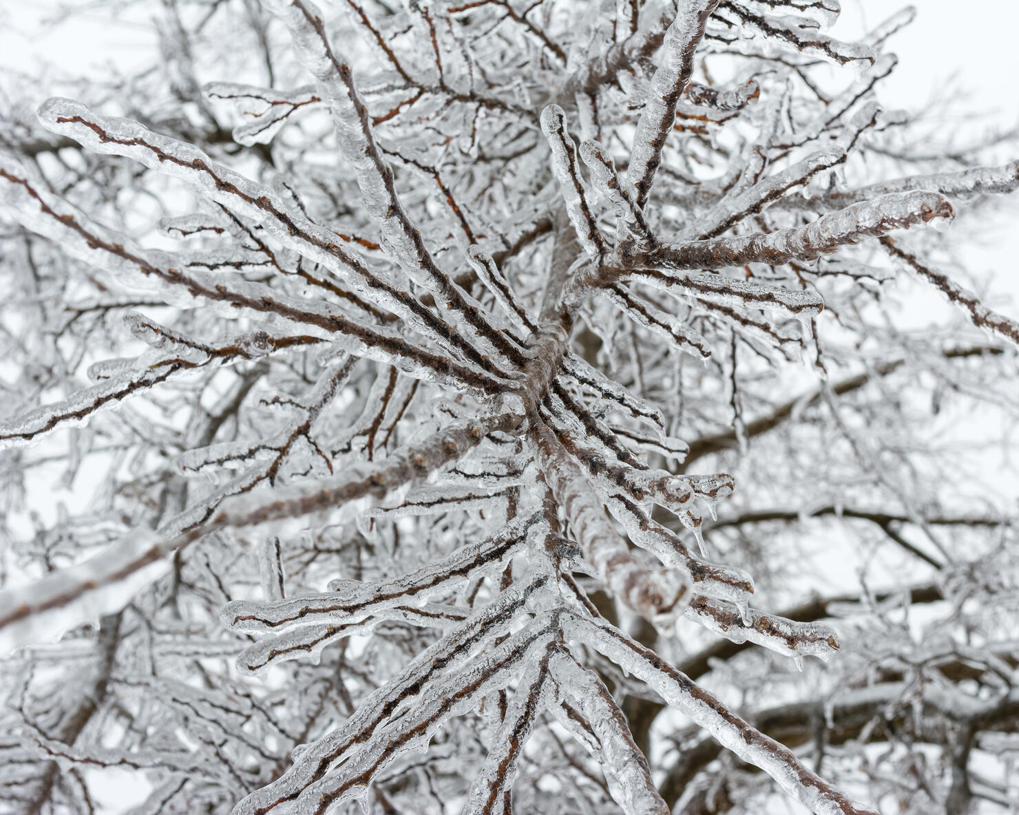 How To Stay Safe During Aftermath Of Severe Michigan Ice Storm | iHeart