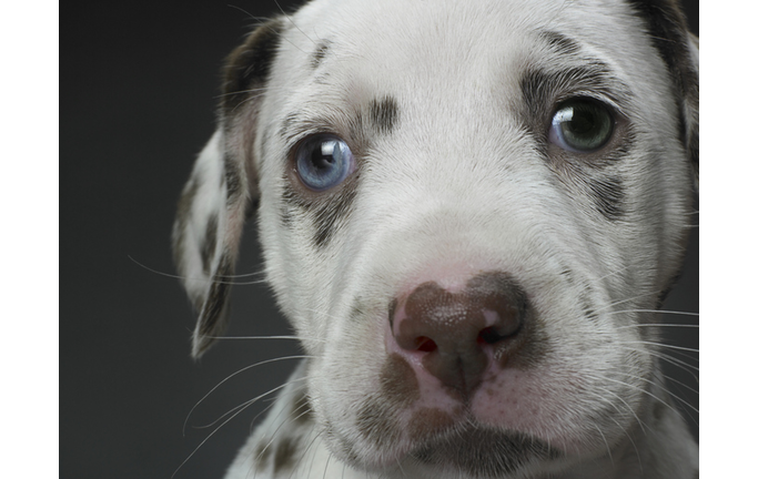 Dalmatian puppy, close-up