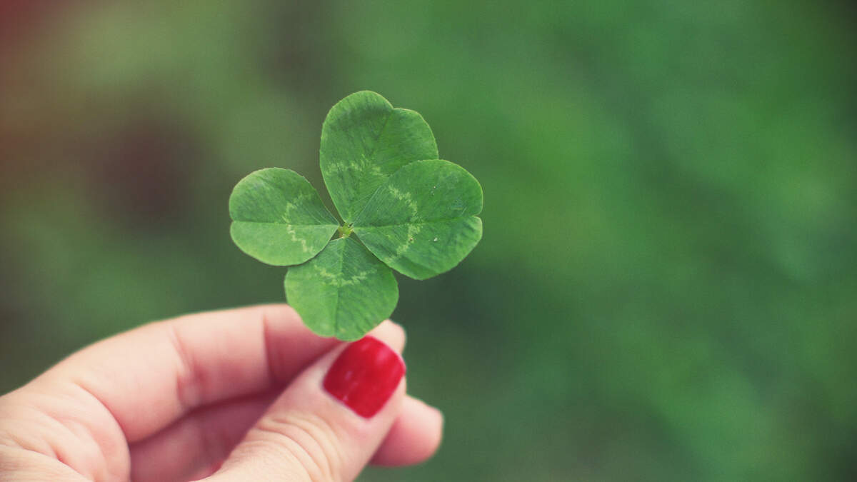 Four Leaf Clover — Fitchburg Alder Gabriella Gerhardt