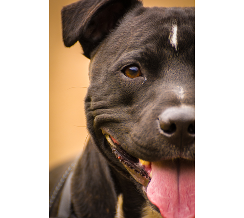 Close-up Of Staffordshire Bull Terrier With Interesting Eyes.