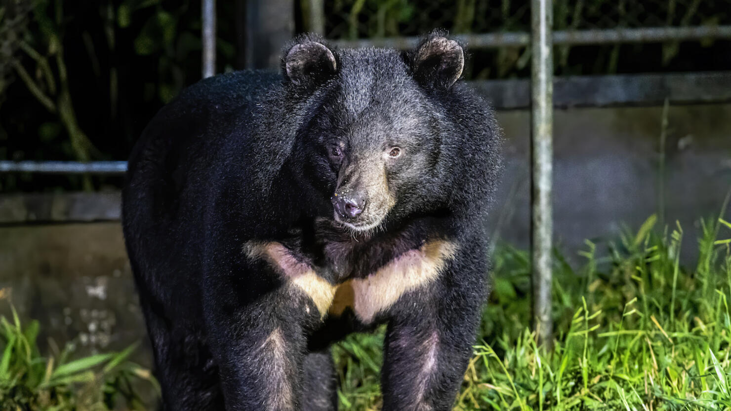 Little black best sale dog bear