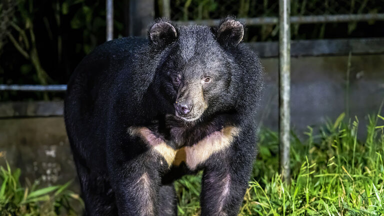 Asiatic Black Bear, Asian black bear (Ursus thibetanus, Himalayan Black Bear) at Khao Yai National Park, Thailand