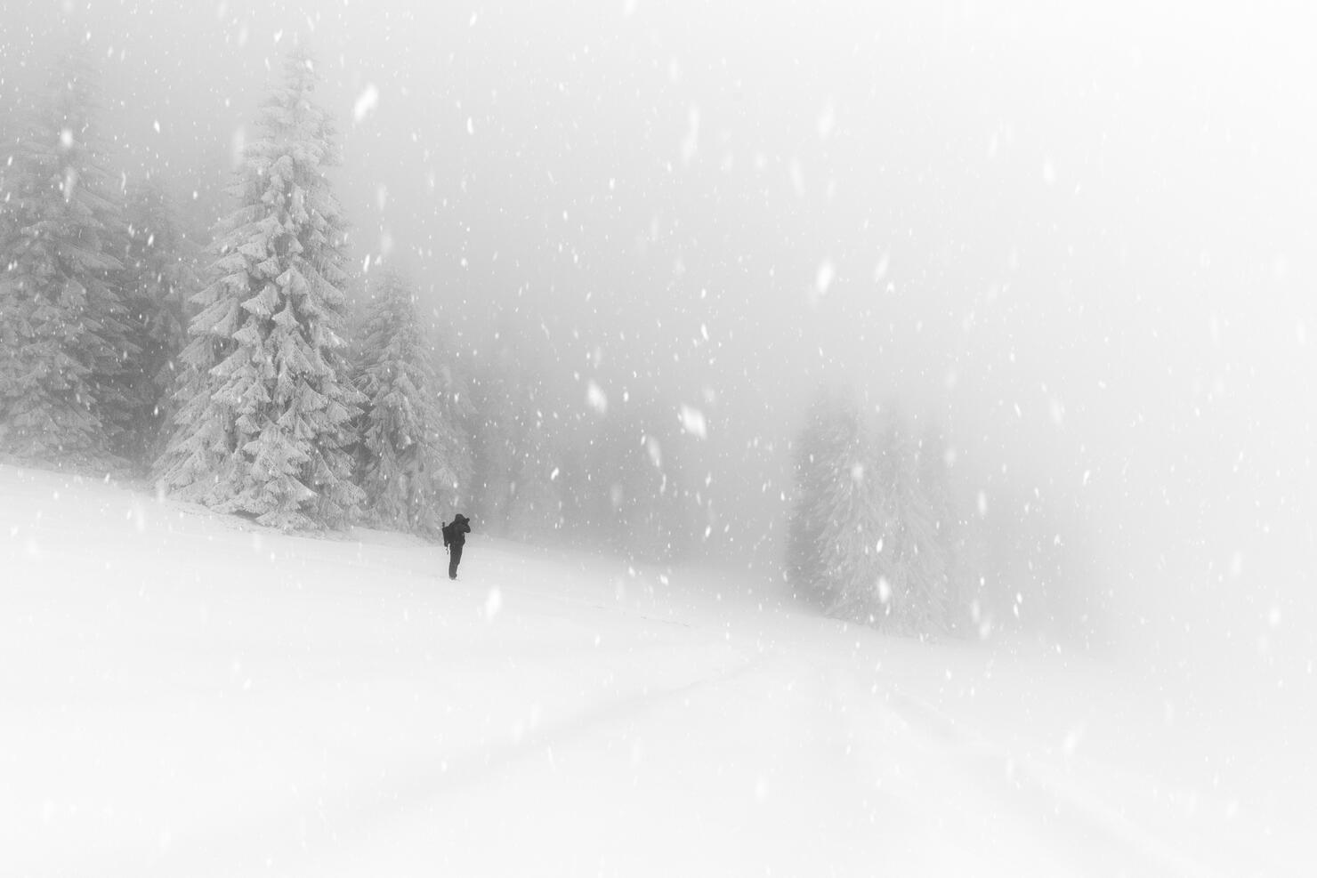 The Beauty Of Winter On The Snowy Mountains In Black And White. Rodnei Mountains, Romania