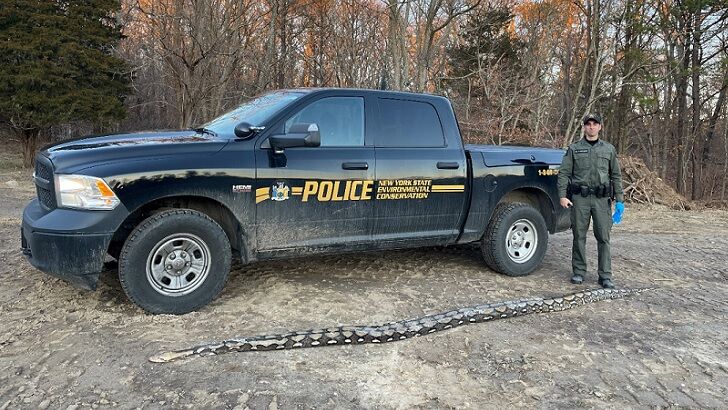 Mysterious Fourteen-Foot-Long Python Found Dead on Long Island