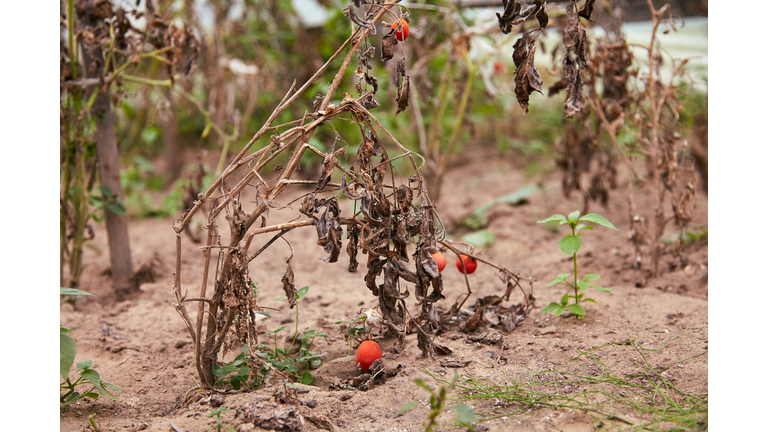 Withered tomato plant