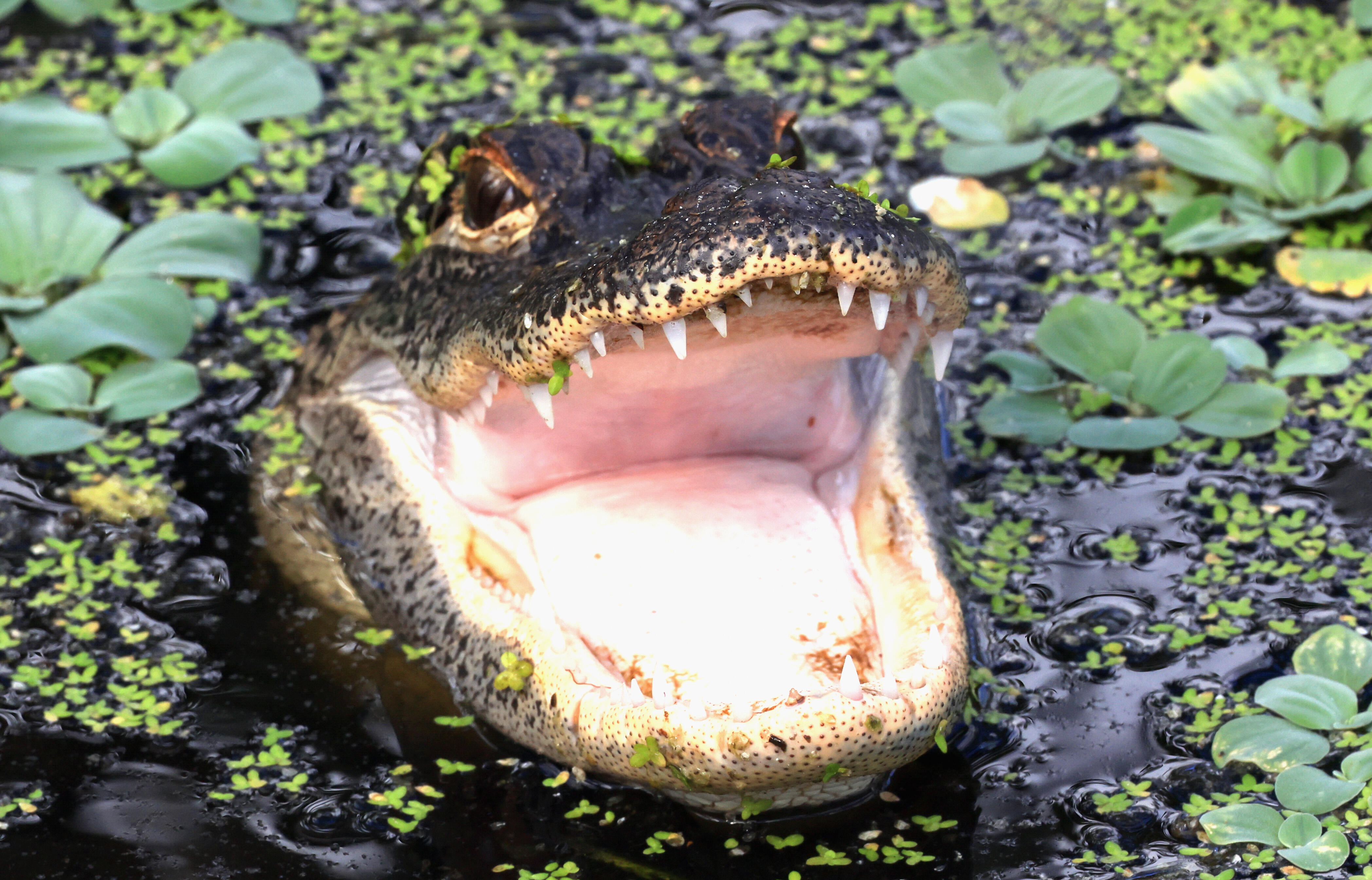 And This Is Why You Should Be Scared Of Alligators! | iHeart