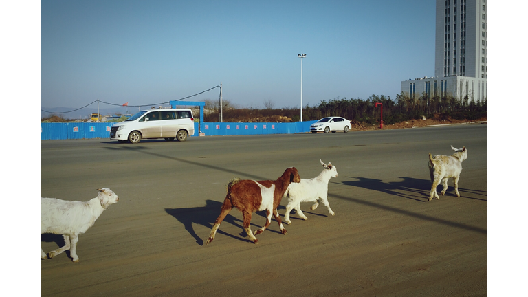 Goats Walking On Road In City Against Sky