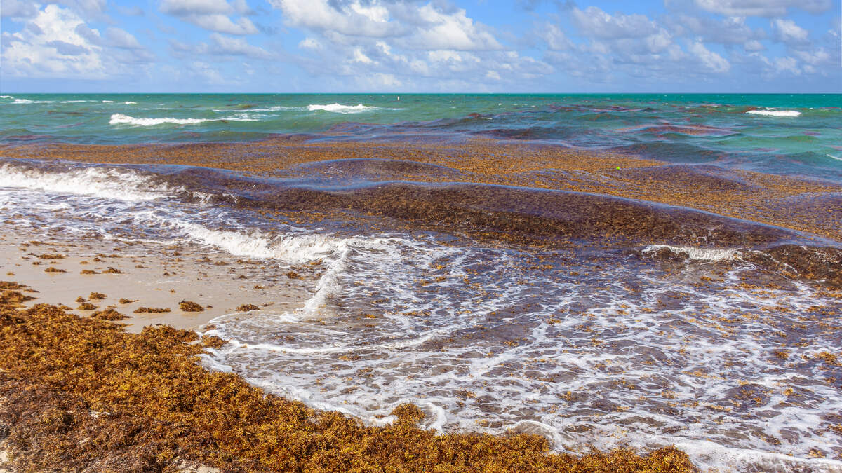 Giant Seaweed Blob Heading For Florida Y100 Florida News