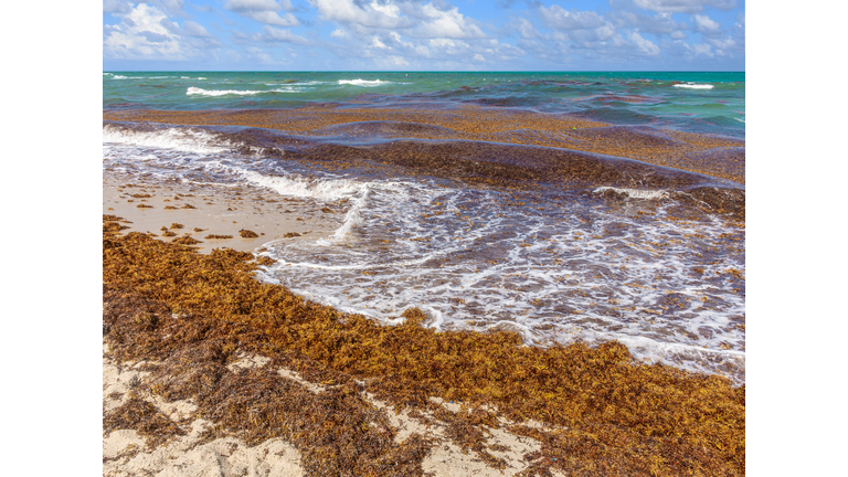 Sargassum at the Beach Coast