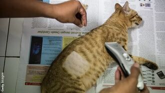 Serial Cat Shaver Strikes Again in England