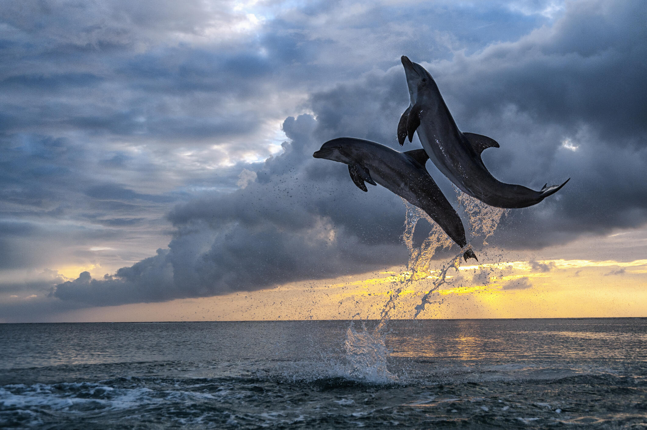 jumping dolphin in sunset