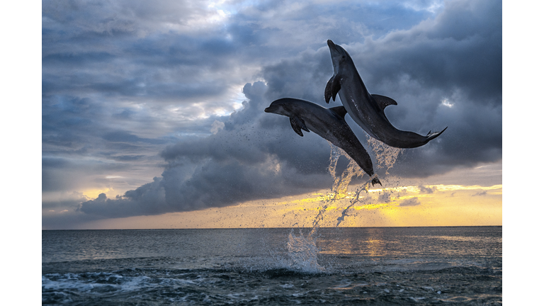 Two bottlenosed dolphins jumping at sunset