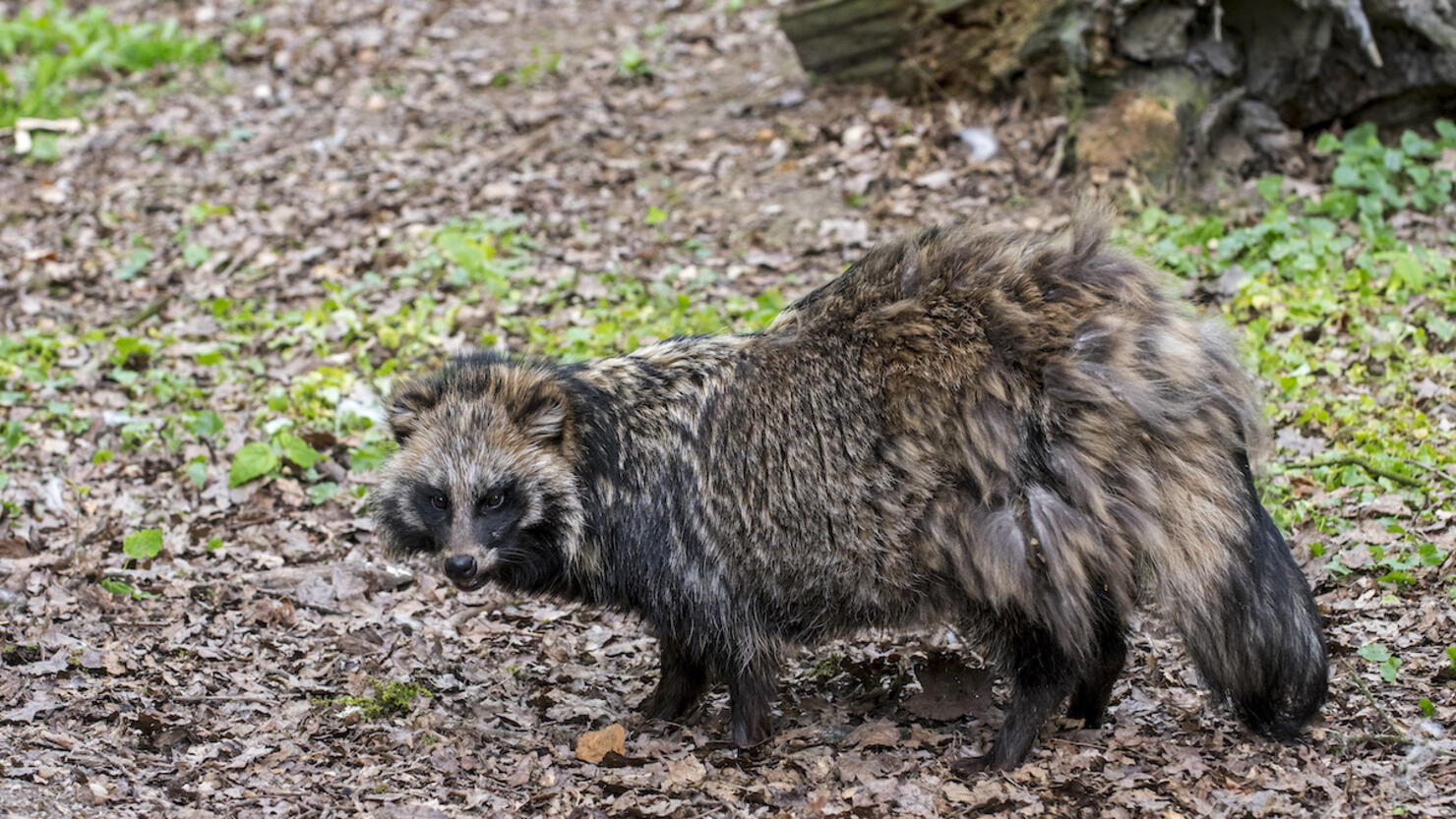 Raccoon dog foraging in forest and showing camouflage colours.