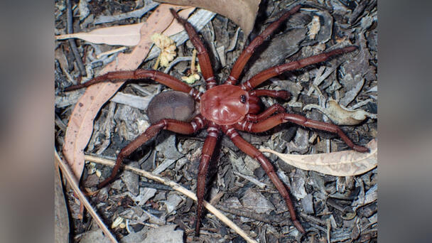 Super-Sized Trapdoor Spider Discovered In Australia 