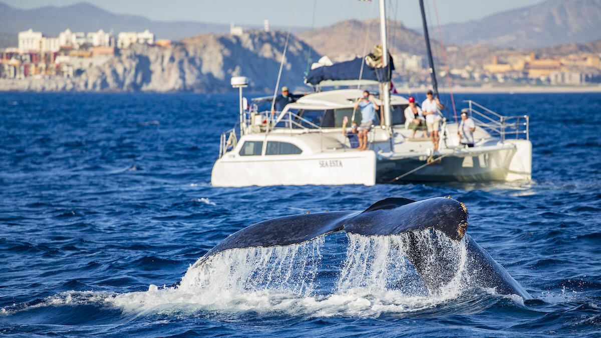 sailboat sinks after hitting whale