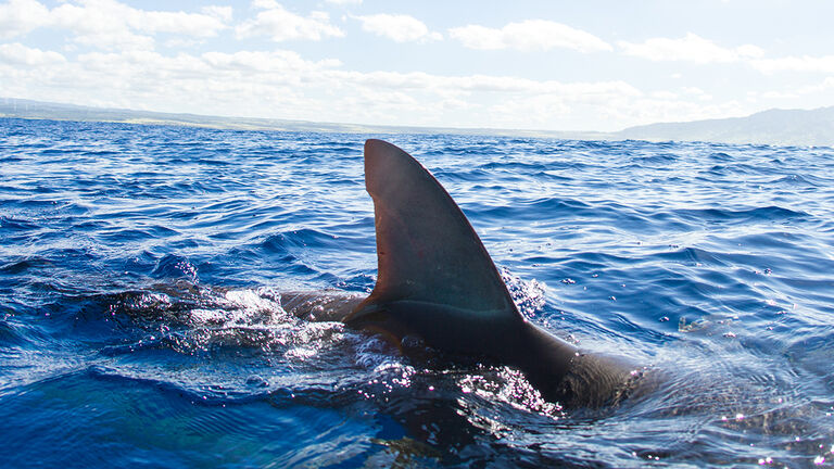 Sharks swimming, fin out of water, Hawaii