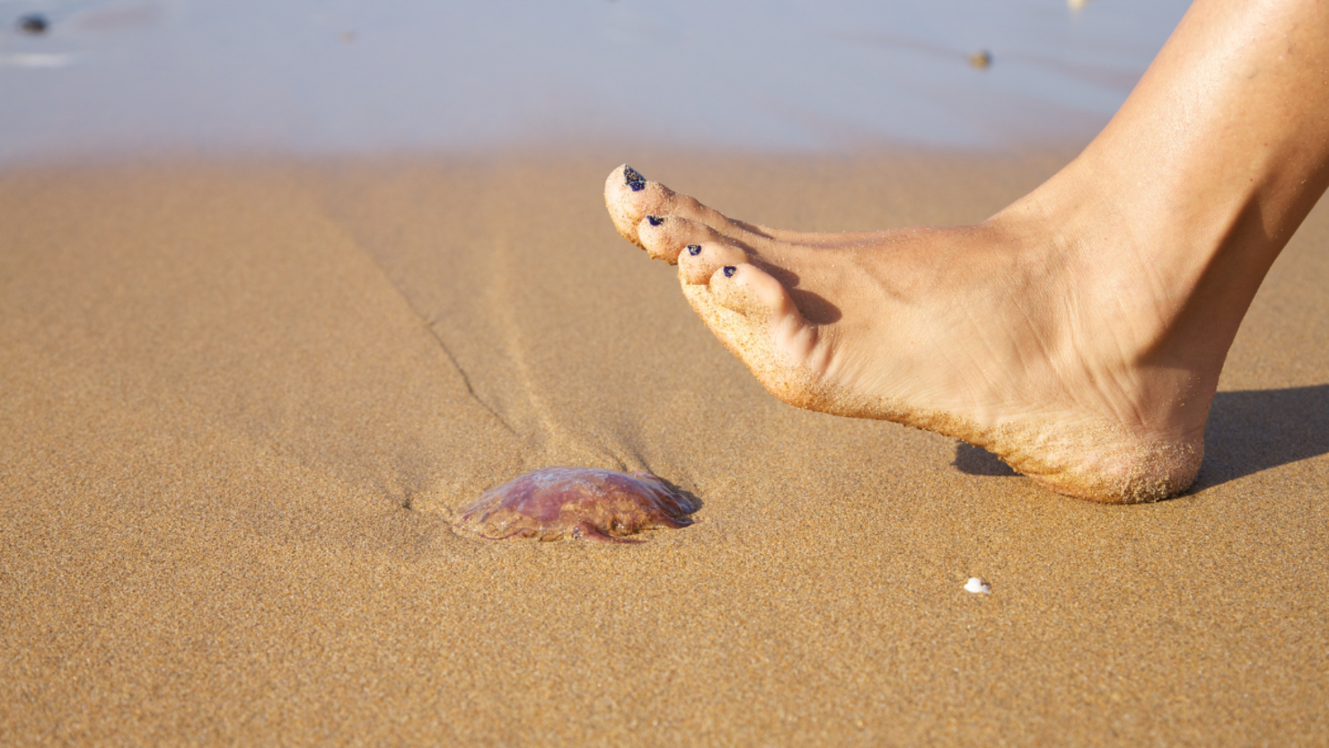 The Blue Button Jellyfish Washing Up on Our Beaches Aren't Jellyfish at All