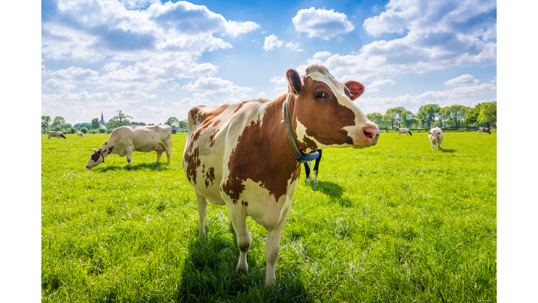 Cow on a green grass field