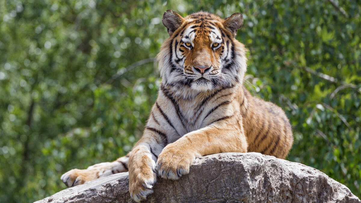 2 Tigers Escape At Georgia Safari Park Following Severe Storms | iHeart