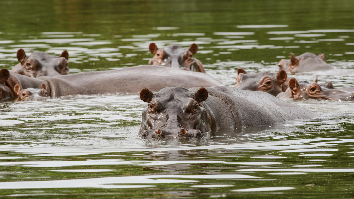 Hippos declared 'invasive species' over breeding fears in Colombia