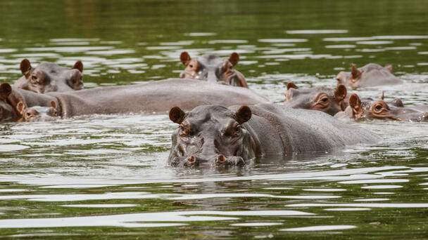 Deporting Pablo Escobar's 70 'Cocaine Hippos' Will Cost $3.5 Million