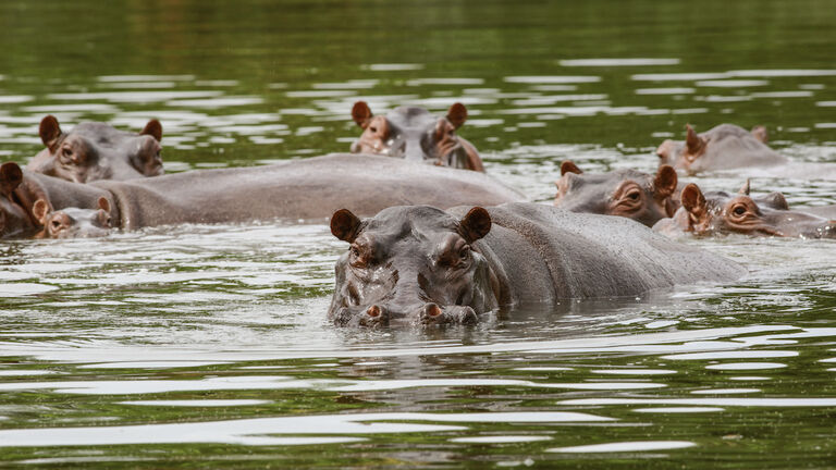 Hippos declared 'invasive species' over breeding fears in Colombia