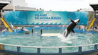 Miami Seaquarium Deal Inching Closer To A Final Contract
