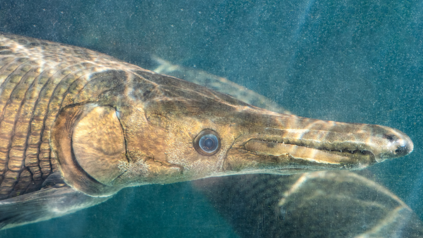 Gar Fishing in Texas - Sportsman's Connection