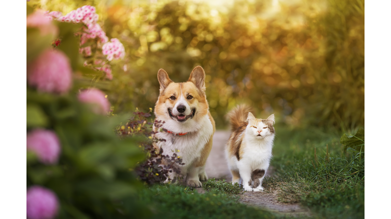 friends dog corgi and cat walking in summer a sunny garden among flowers