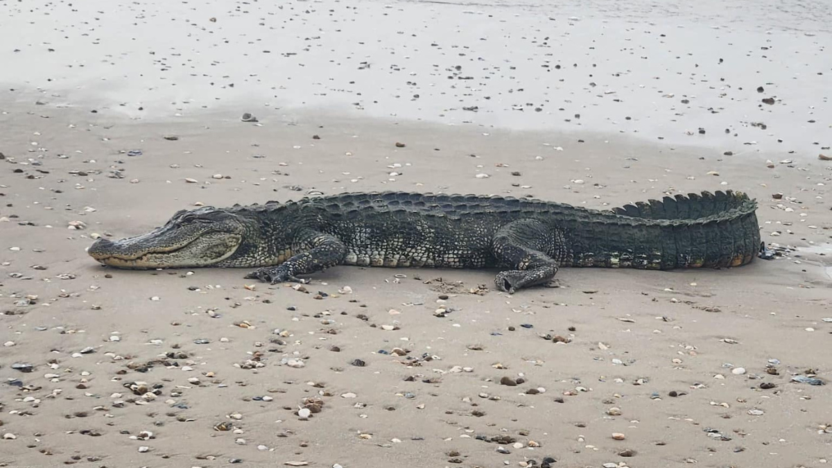 Massive Alligator Surprises Texas Beachgoers With Unexpected Appearance   642dbc68ae4d18428ec56224