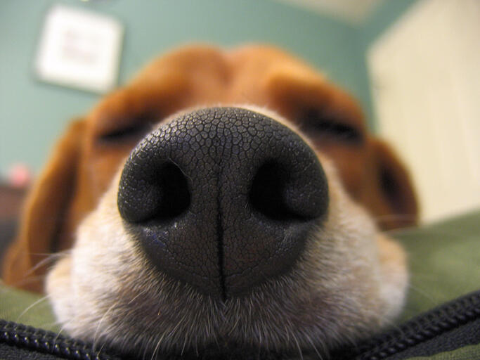 how can i get my dogs nose printed
