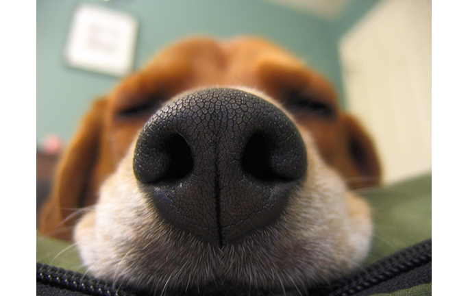 Close up picture of dog nose