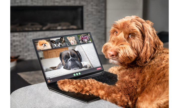 Dog talking to dog friends in video conference.