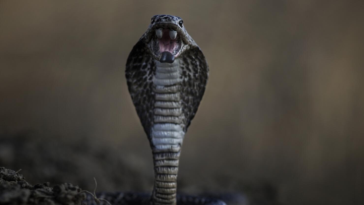 Close-Up Of Cobra