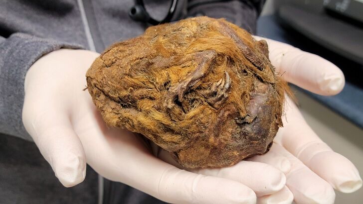 Frozen Fur Ball Unearthed in Canada Found to be 30,000-Year-Old Squirrel