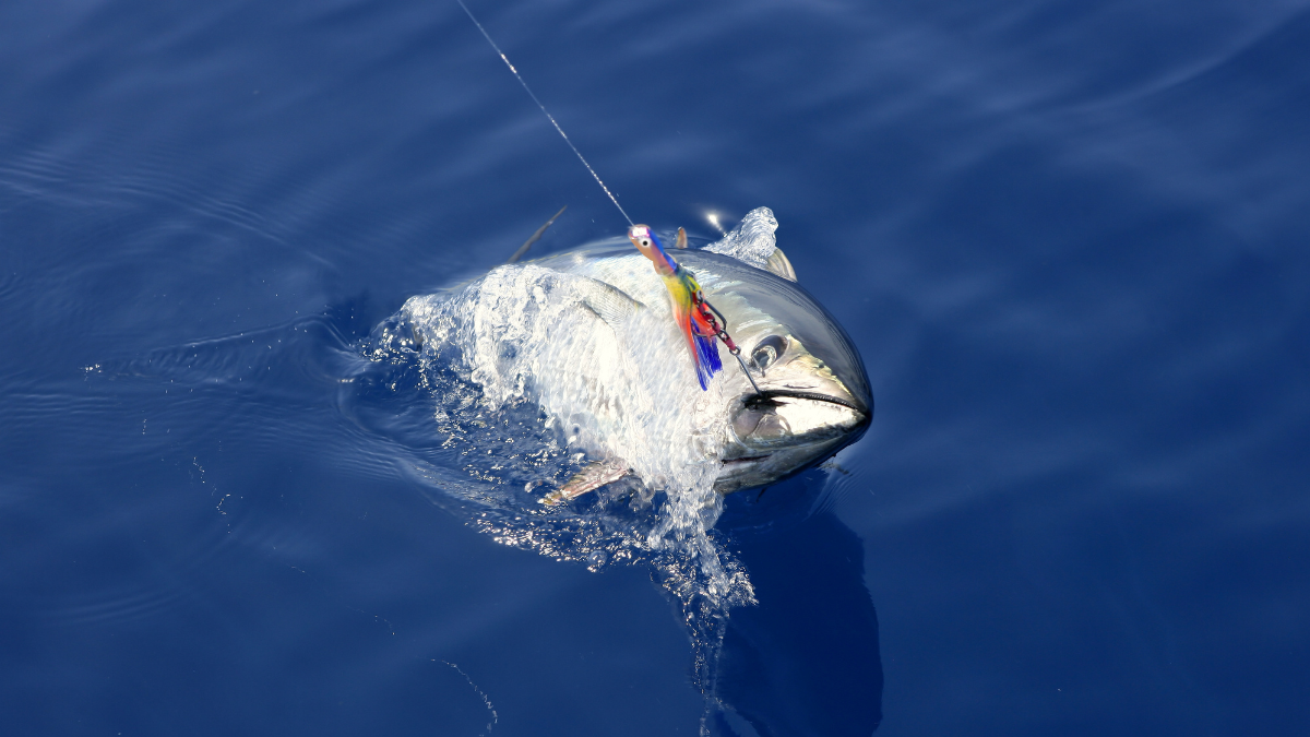 Giant 700-Pound Bluefin Tuna Breaks Fishing Rod After Two-Hour Struggle