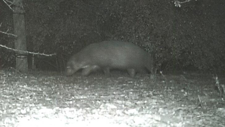 'Mystery Creature' Photographed In Texas Stumps Wildlife Officials ...