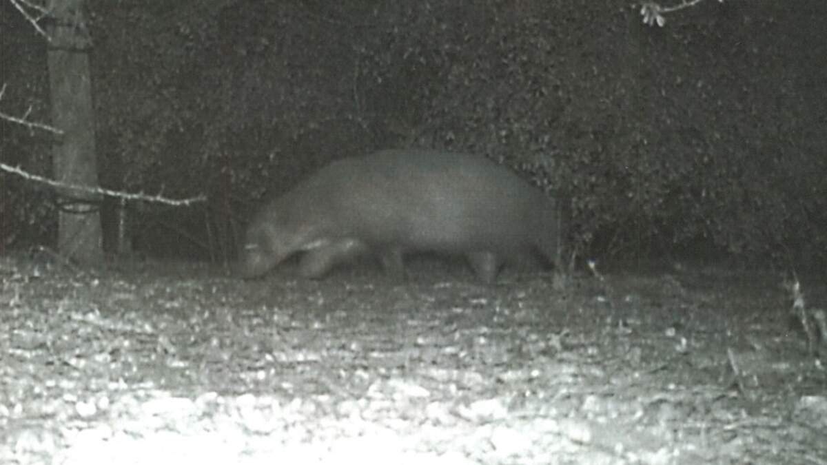 'Mystery Creature' Photographed in Texas Stumps Wildlife Officials