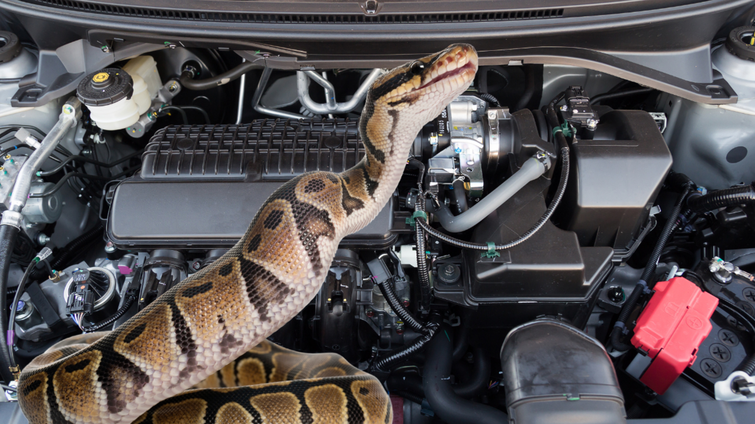 Fearless Texas Mom Removes Snake From Daughter s Car Engine In