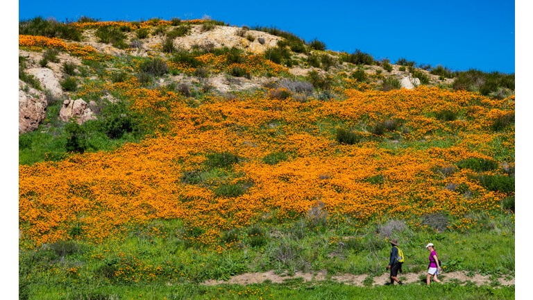 Winter rains bring spring superbloom of California poppies in Orange County